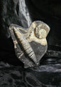 Polished Orthoceras Fossil With Ammonite