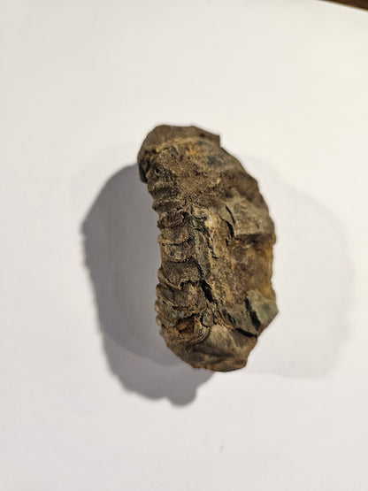 Trilobite Fossil Exquisite Specimen