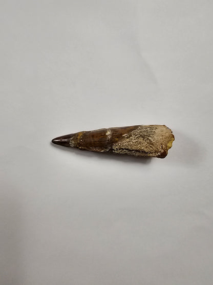 Spinosaurus Tooth - Fossil