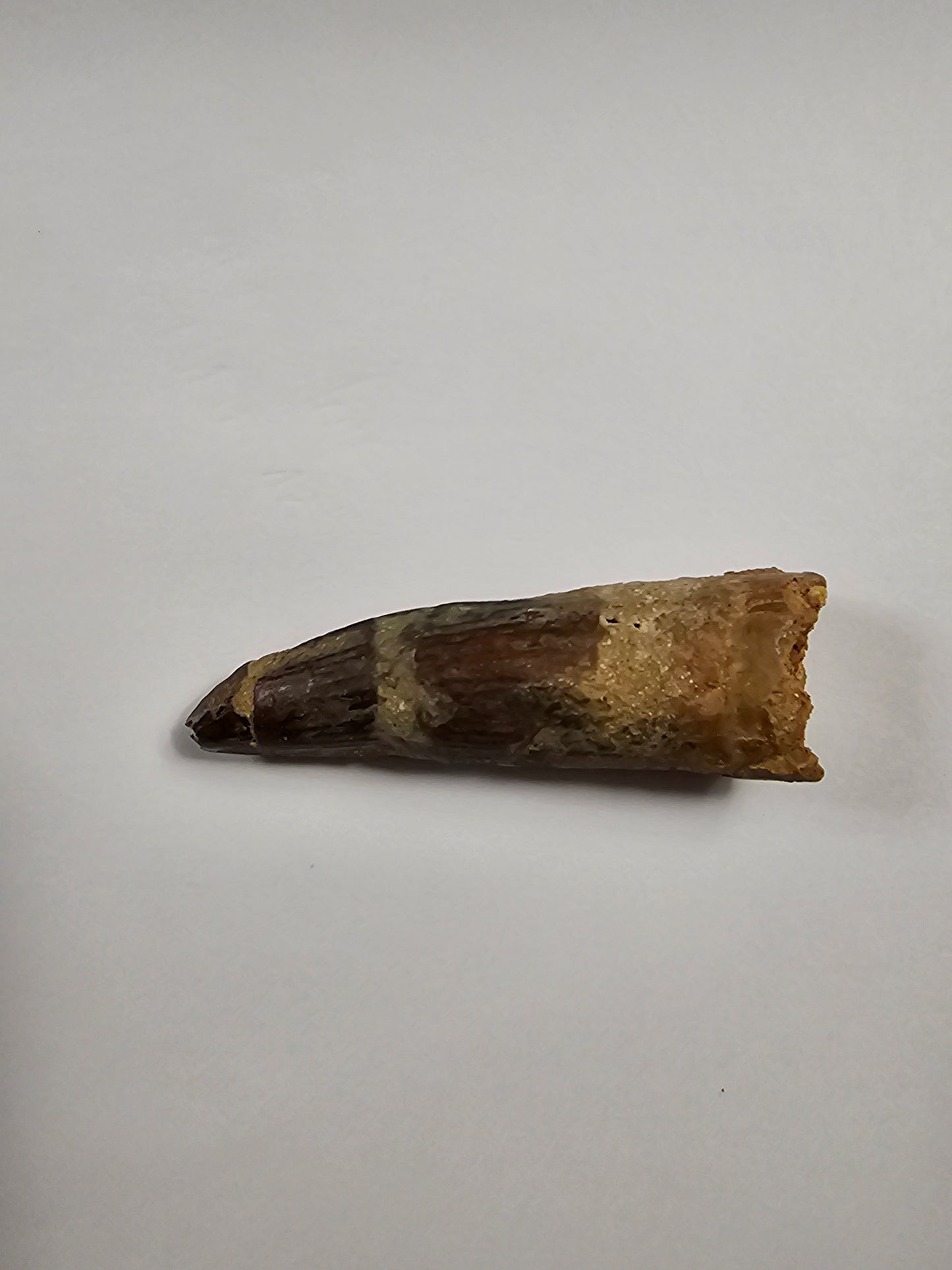 Spinosaurus Tooth - Fossil