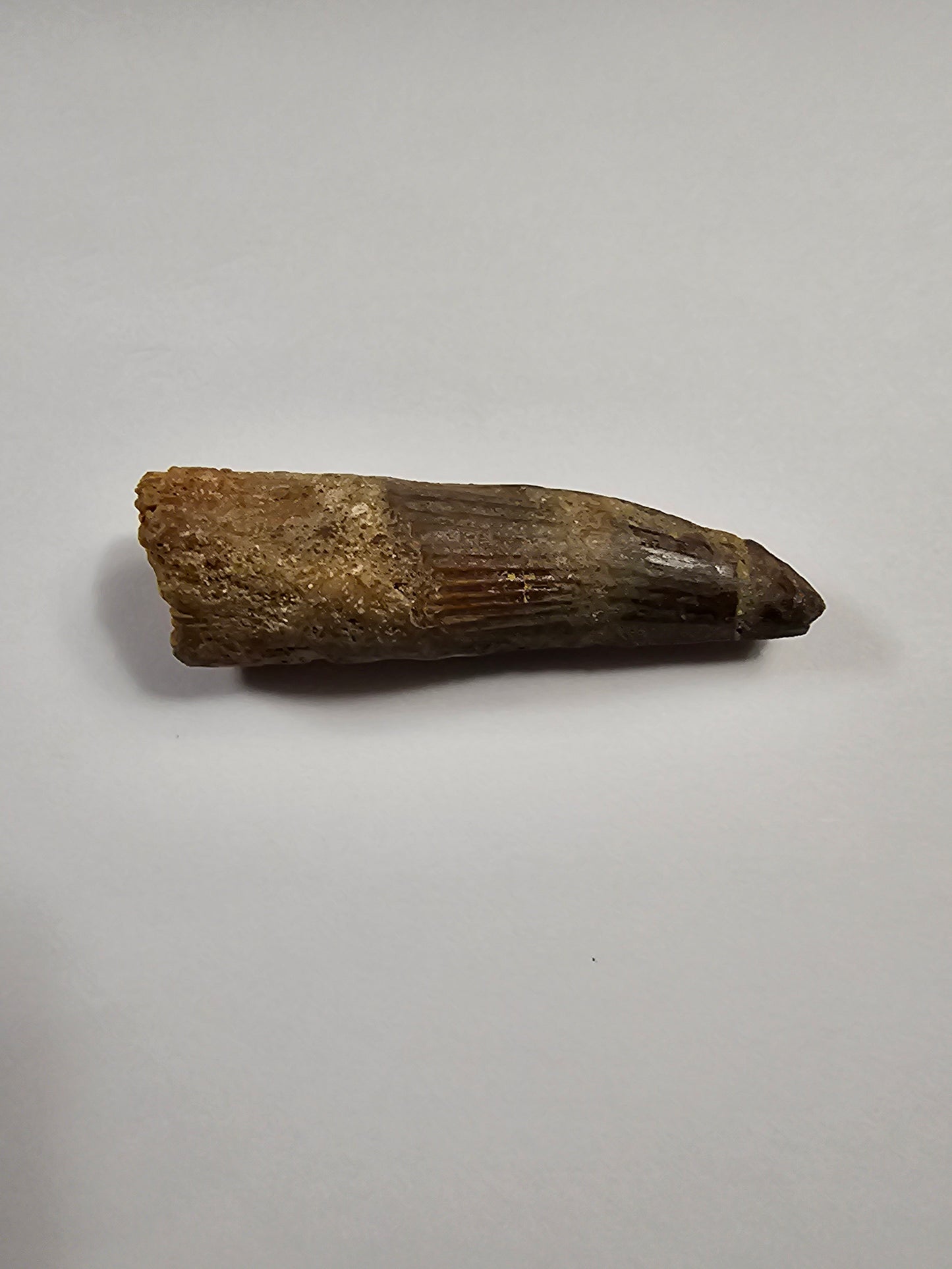 Spinosaurus Tooth - Fossil