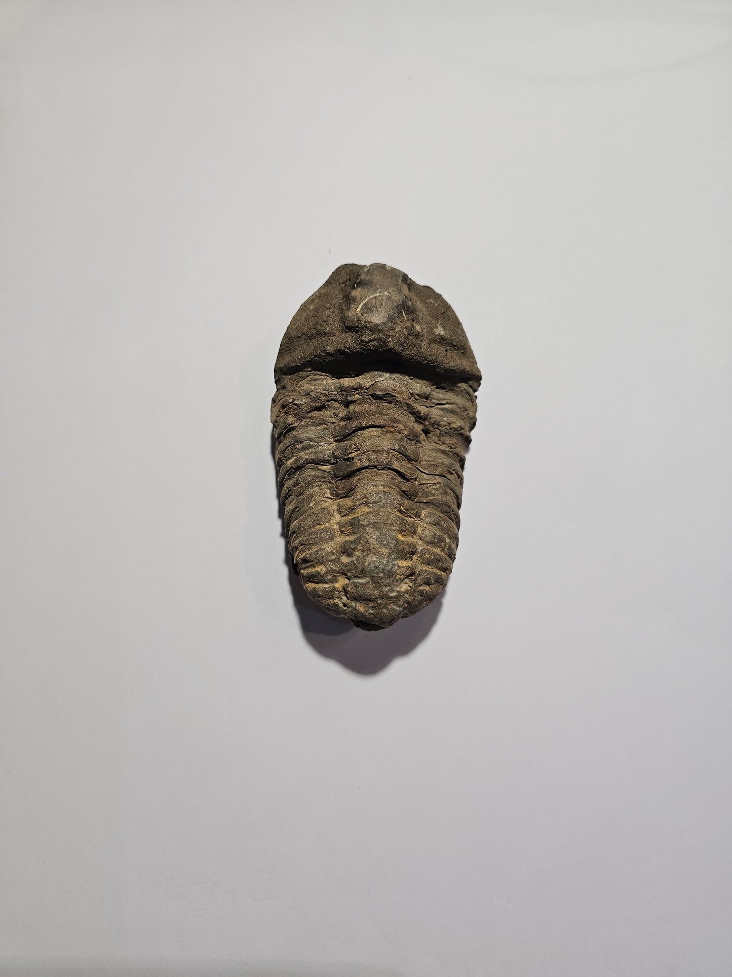 Trilobite Fossil Exquisite Specimen