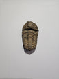 Trilobite Fossil Exquisite Specimen
