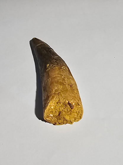 Spinosaurus Tooth - Fossil