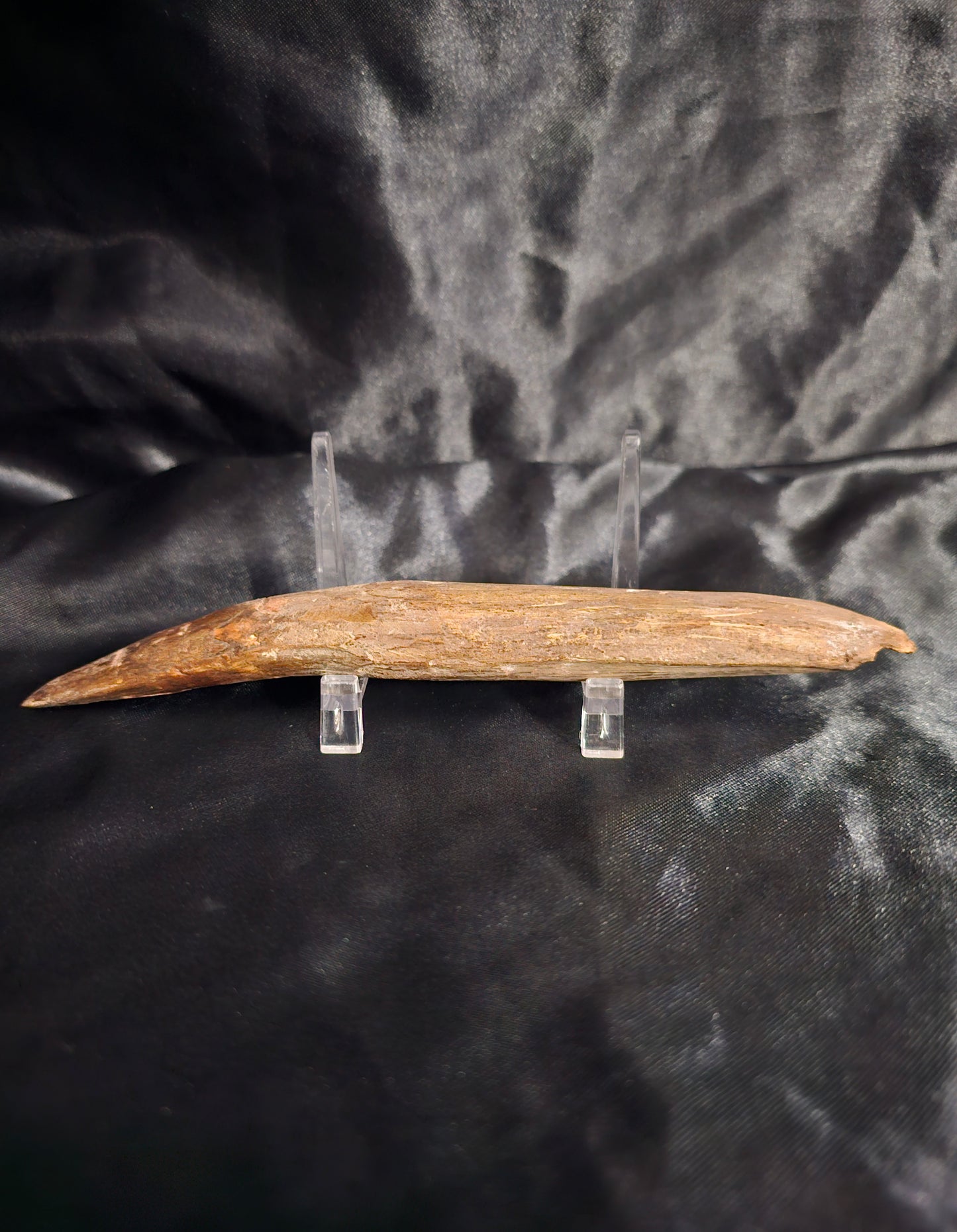 Spinosaurus Tooth - Fossil