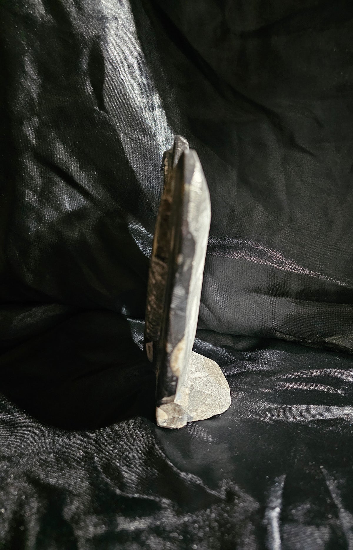 Polished Orthoceras Fossil With Ammonite