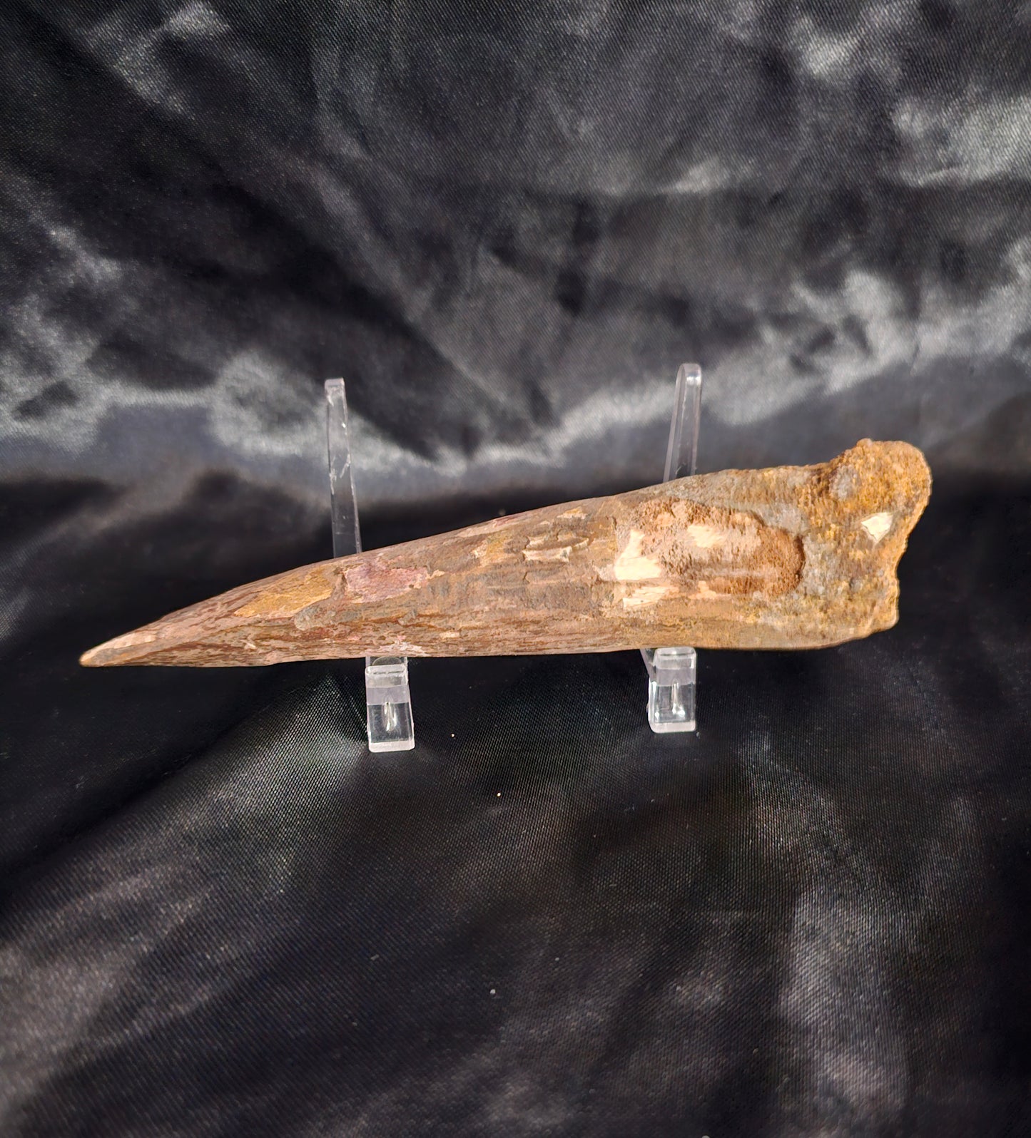 Spinosaurus Tooth - Fossil