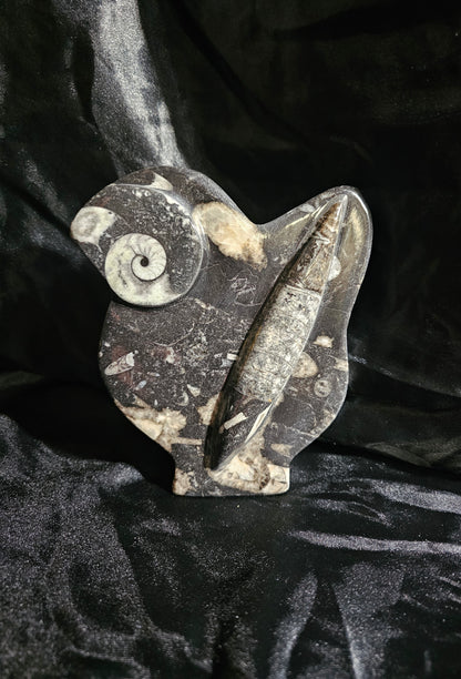 Polished Orthoceras Fossil With Ammonite