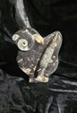 Polished Orthoceras Fossil With Ammonite