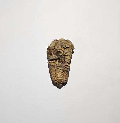 Trilobite Fossil Exquisite Specimen