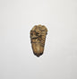Trilobite Fossil Exquisite Specimen