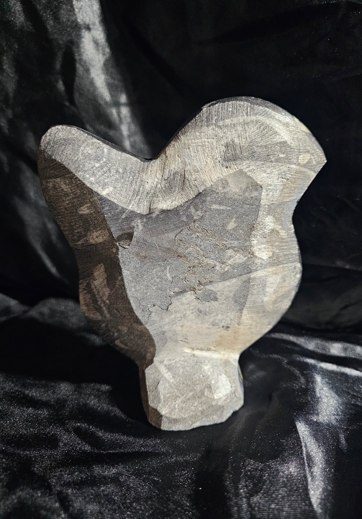 Polished Orthoceras Fossil With Ammonite