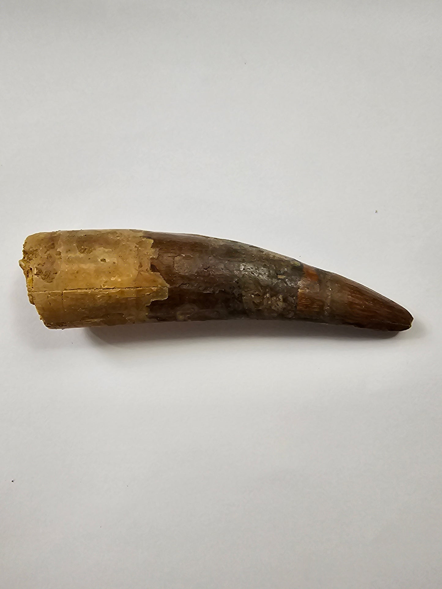 Spinosaurus Tooth - Fossil