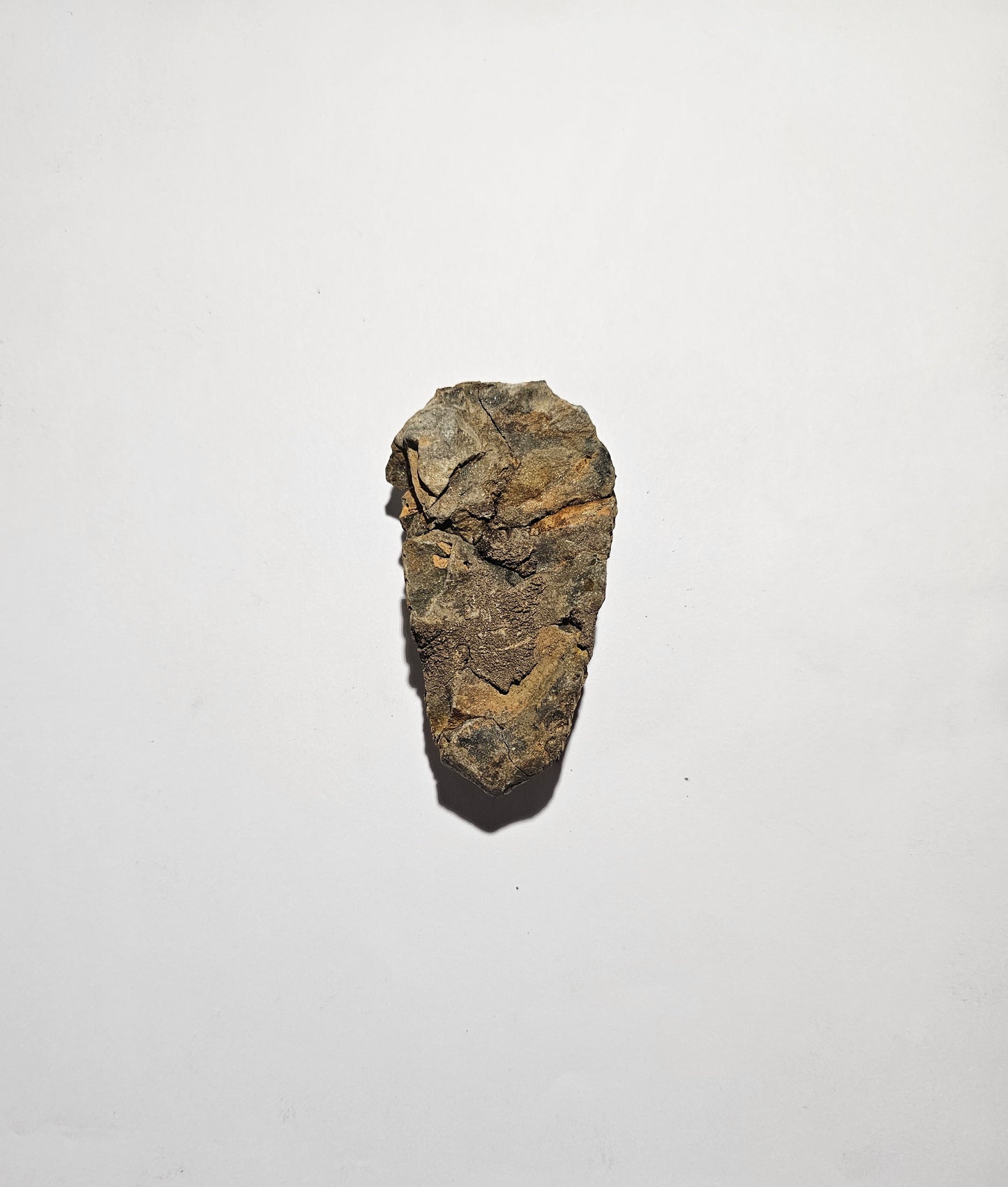 Trilobite Fossil Exquisite Specimen