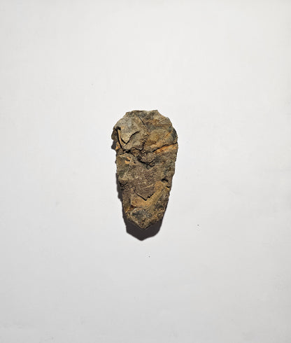 Trilobite Fossil Exquisite Specimen