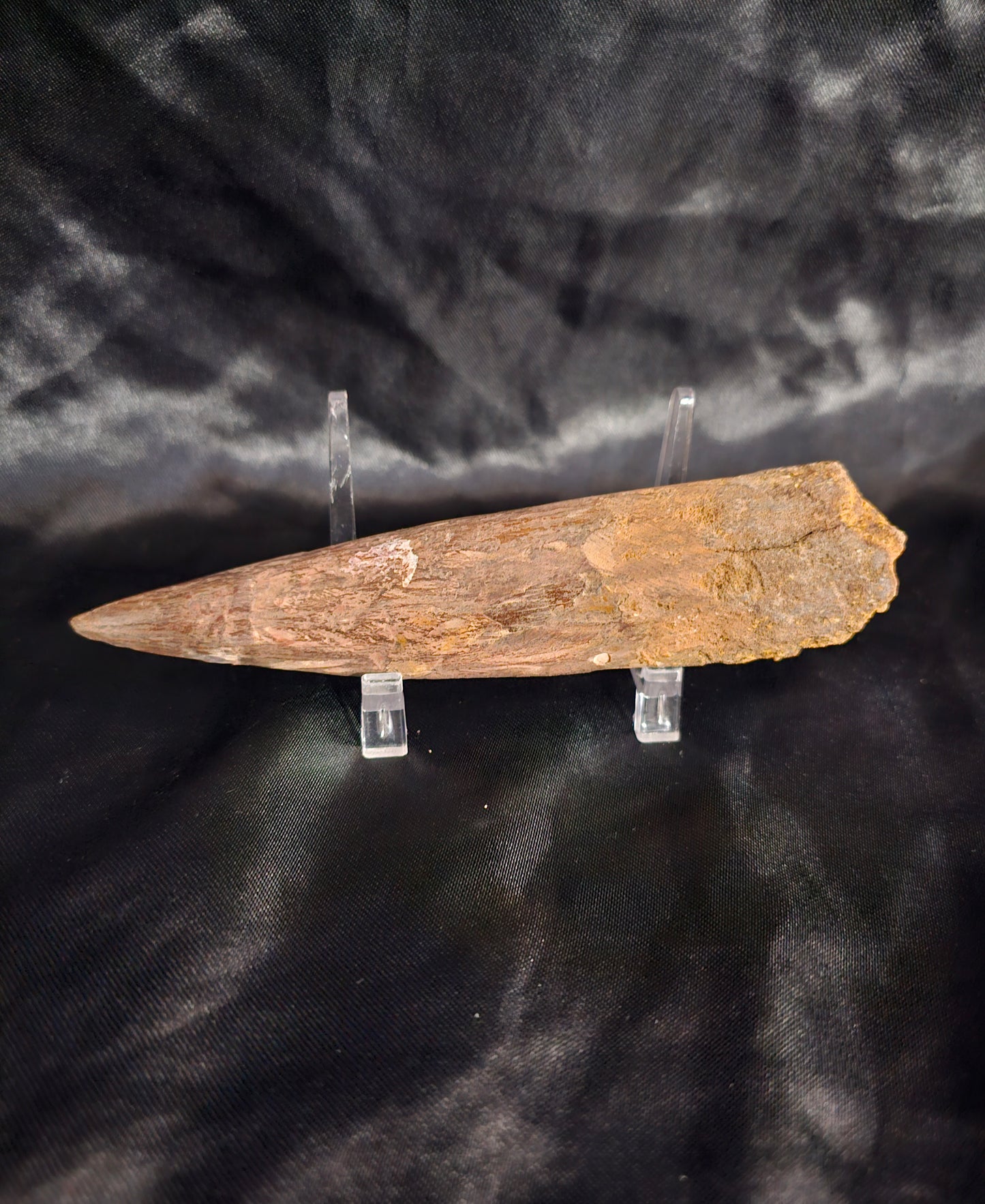Spinosaurus Tooth - Fossil