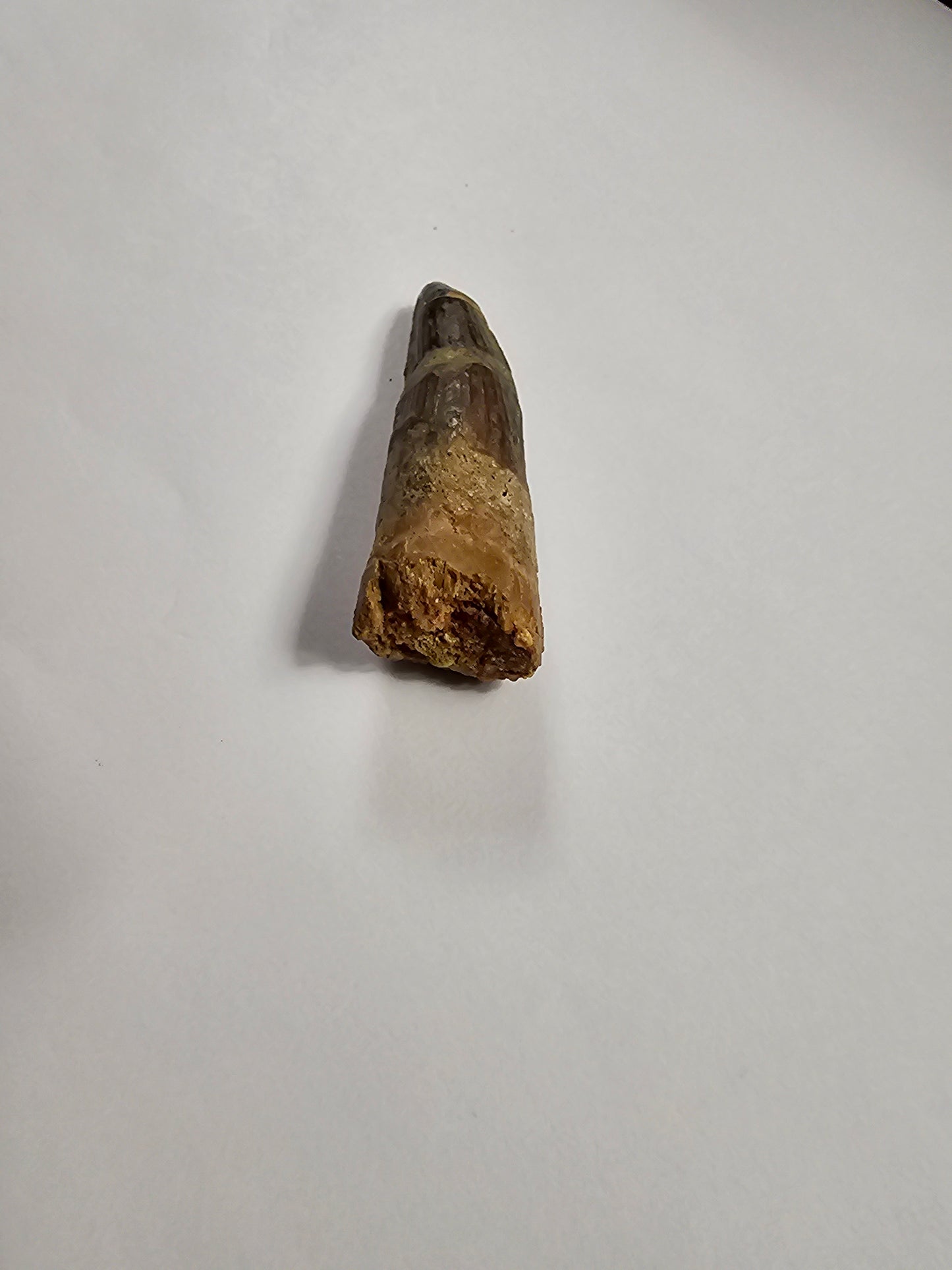 Spinosaurus Tooth - Fossil