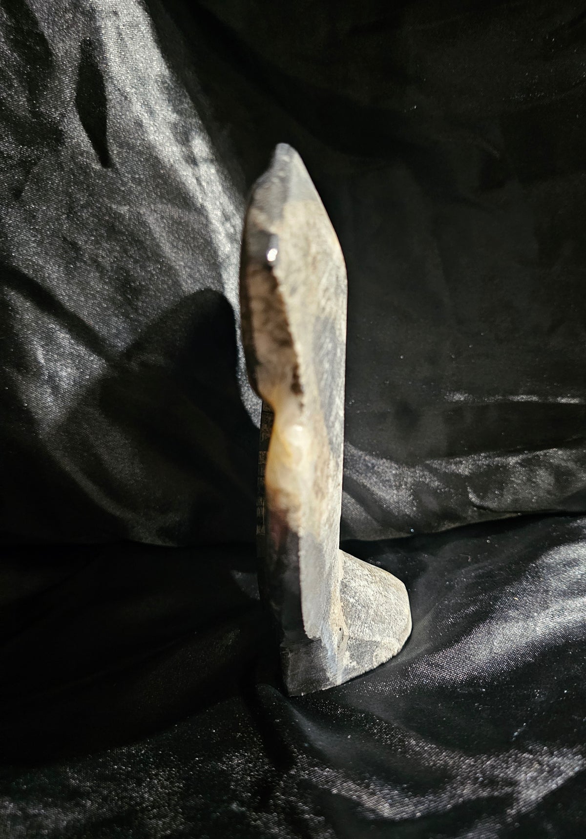 Polished Orthoceras Fossil With Ammonite