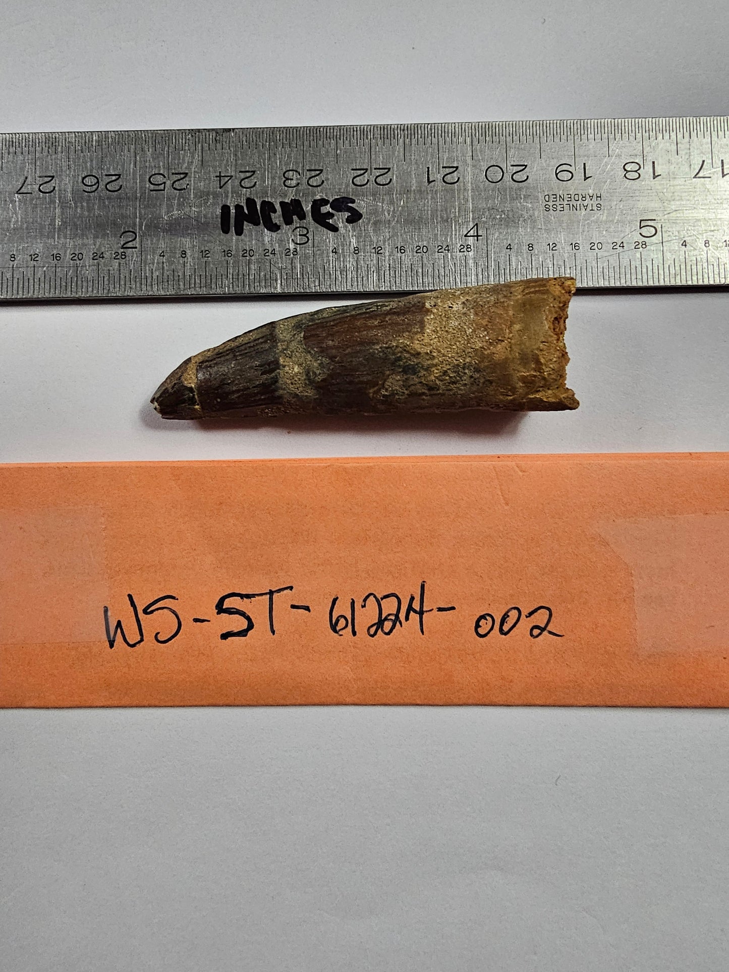 Spinosaurus Tooth - Fossil