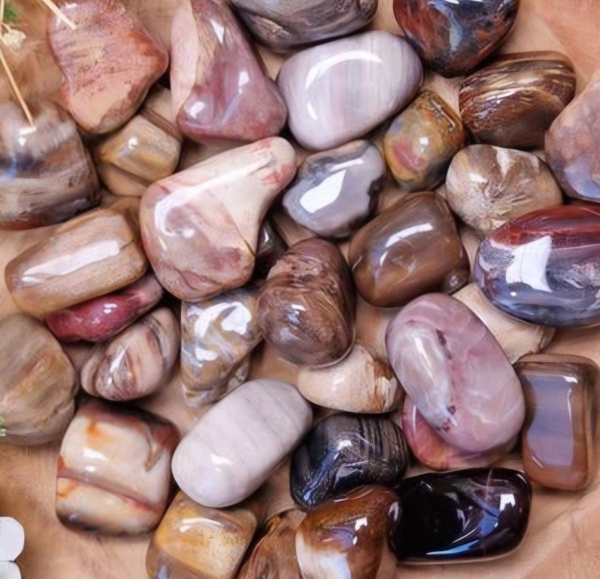 Petrified Wood Tumbled Stone