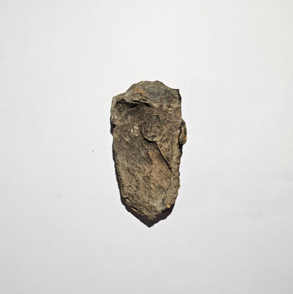 Trilobite Fossil Exquisite Specimen