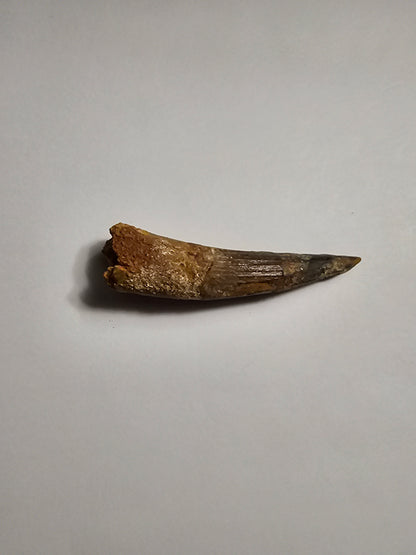 Spinosaurus Tooth - Fossil