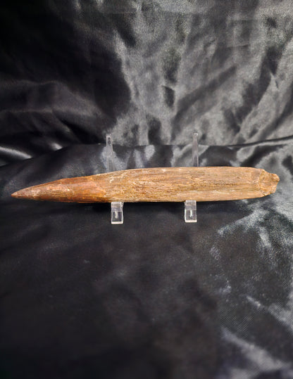 Spinosaurus Tooth - Fossil