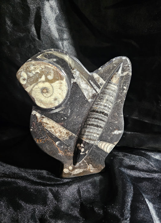 Polished Orthoceras Fossil With Ammonite