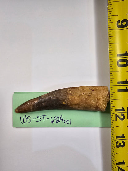 Spinosaurus Tooth - Fossil