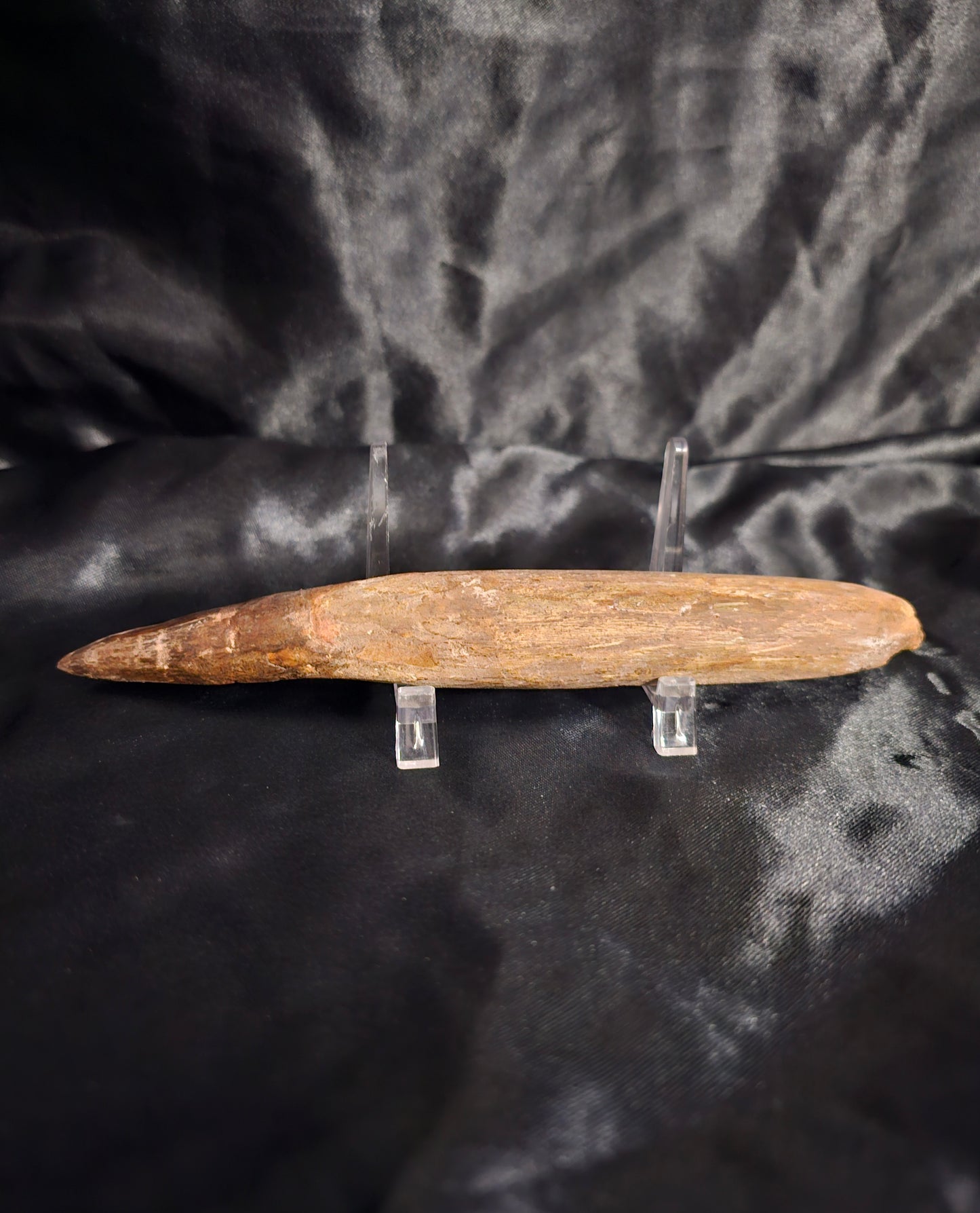 Spinosaurus Tooth - Fossil