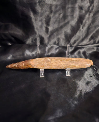 Spinosaurus Tooth - Fossil