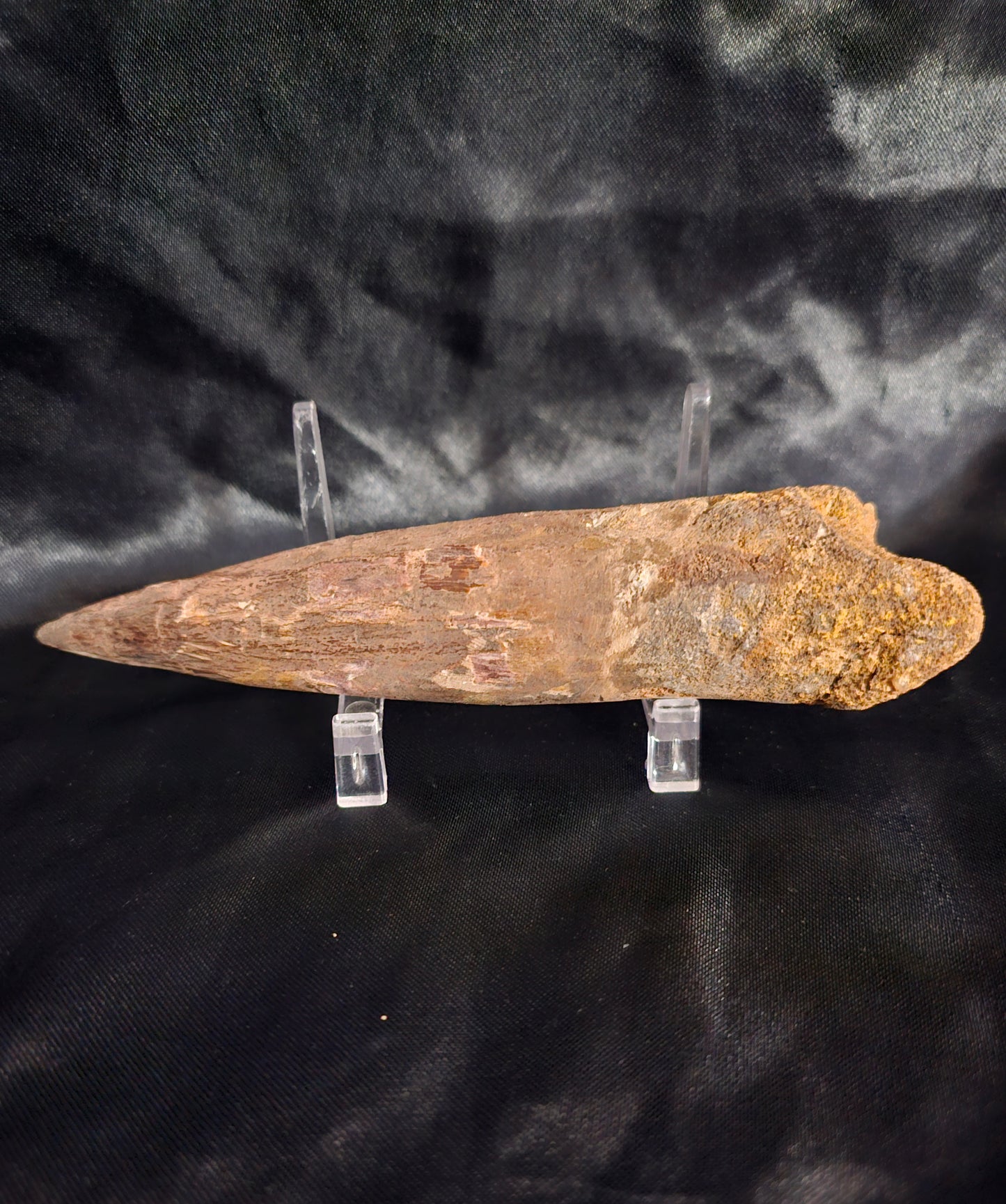 Spinosaurus Tooth - Fossil