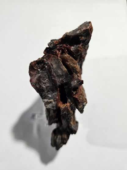 Raw Silver Creek Junction Petrified Wood Specimen with Knot