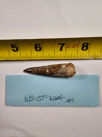 Spinosaurus Tooth - Fossil