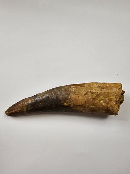 Spinosaurus Tooth - Fossil