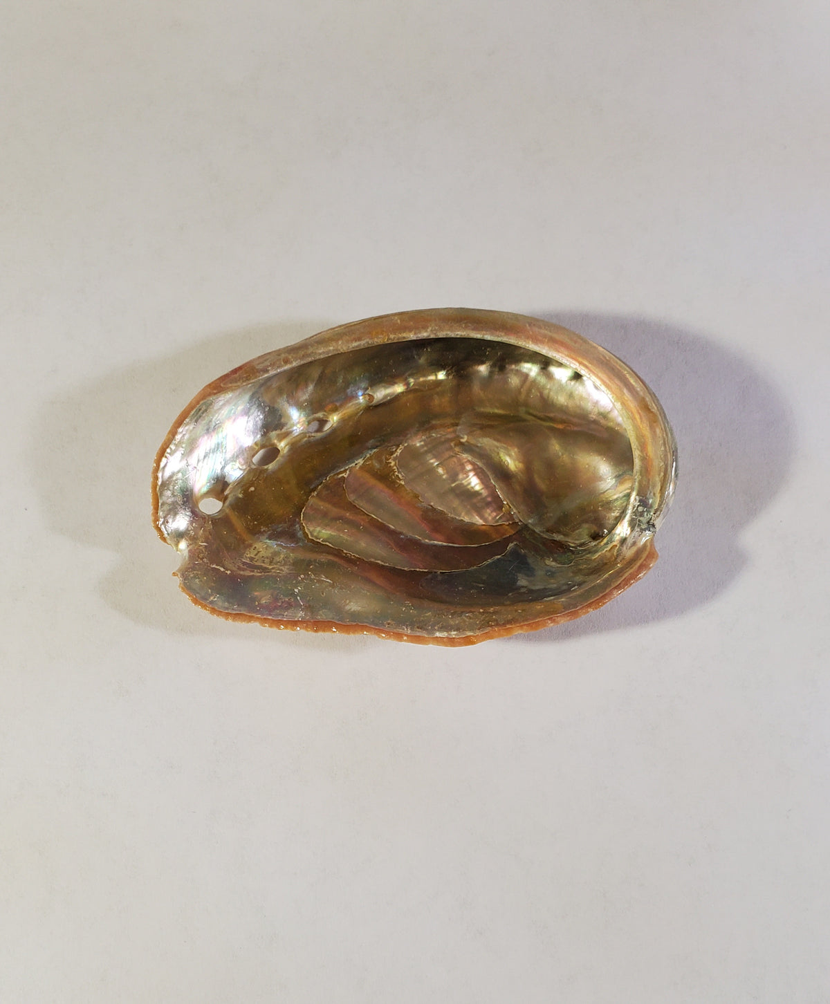 Bryson Shell Package Abalone Shell – Bryson's Rock Shop
