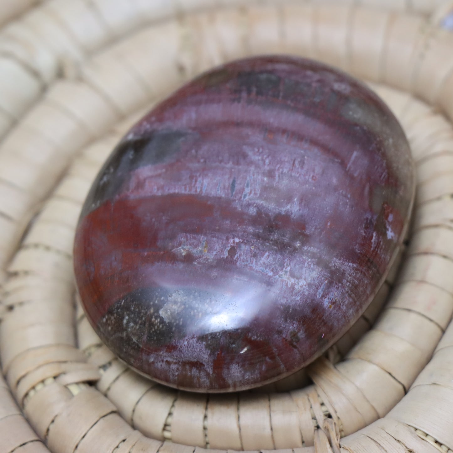 Petrified Wood Palm Stone