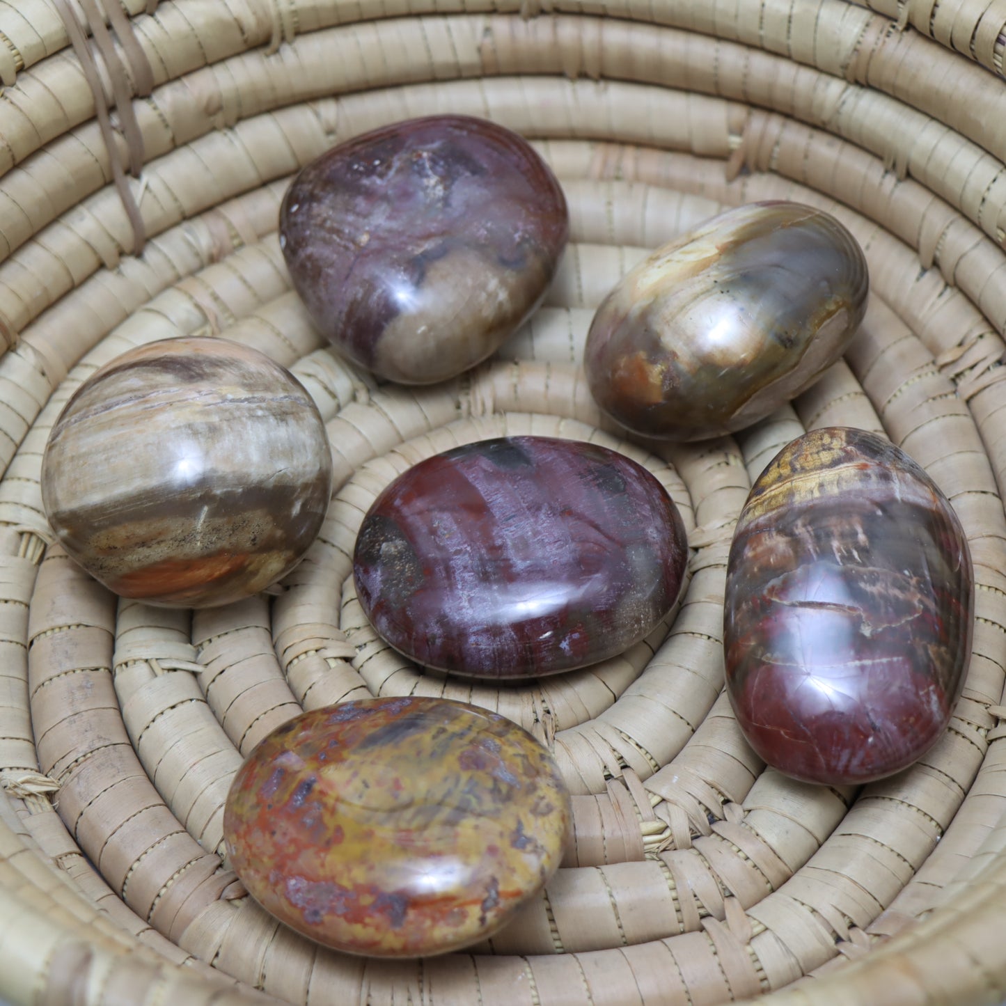 Petrified Wood Palm Stone