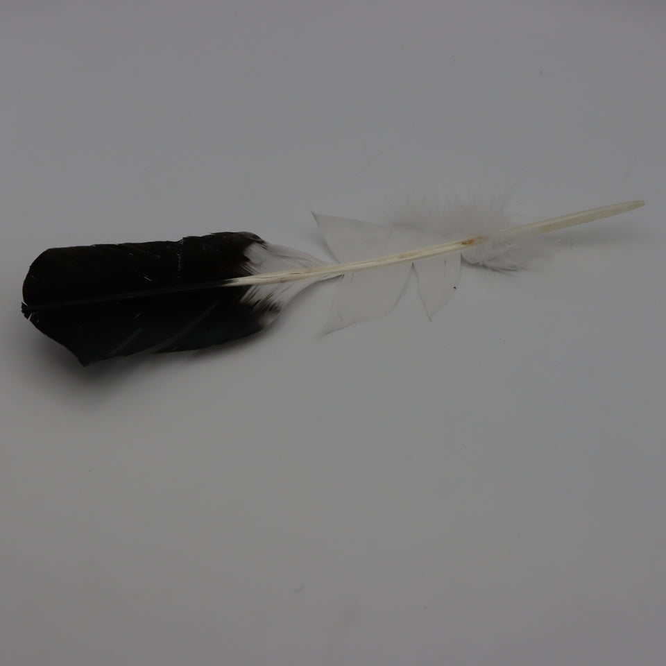 Smudging Feather